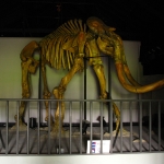 Rv mammoth bones.jpg